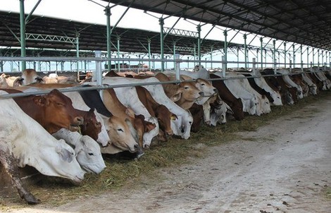 Đua nhập bò Úc giá bèo 3USD/kg về vỗ béo