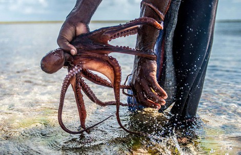 Những người săn bạch tuộc ở Zanzibar