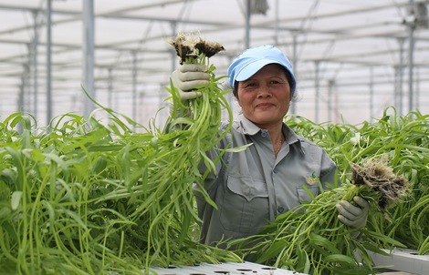 Nơi nông dân chỉ… “đo cây, ấn nút”