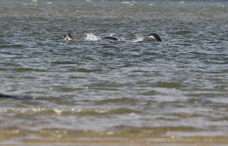 Thêm bằng chứng về quái vật hồ Loch Ness?