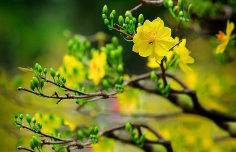 Loại hoa nào nên và không nên cắm trên ban thờ ngày Tết