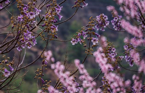 Dzong, Tiger Nest, hoa đào, lễ hội và... hạnh phúc