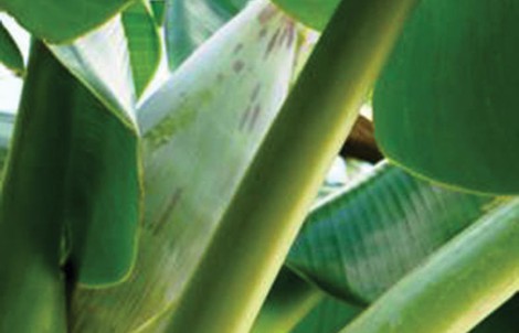 Bắp chuối “hà nàm”