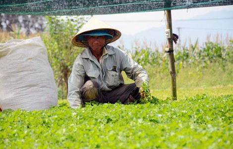 Chê cười 'điên trồng rau dại': Cả làng ngả mũ lão nông khác người