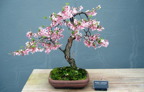 Gợi ý những chậu bonsai hoa siêu đẹp chơi Tết 2018