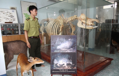 Chiêm ngưỡng bộ xương tê giác Java cuối cùng của Việt Nam