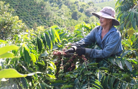 Cà phê Việt Nam sẽ chiếm “ngôi vương” của Brazil