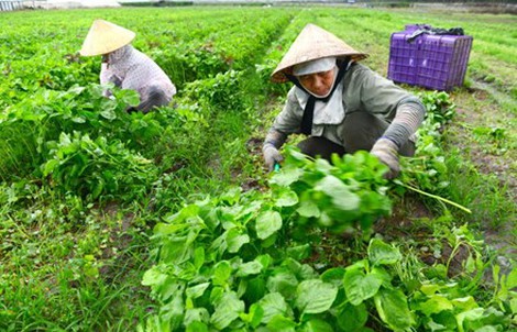 Nông dân lo không có cơ hội “chạm tay” vào gói 100.000 tỉ