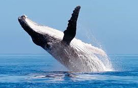 Hiện tượng lạ: Cá voi nghiêng mình "chào" du khách!