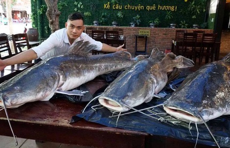 Ba con cá lăng nặng 280 kg “bay” từ Campuchia về Đà Nẵng
