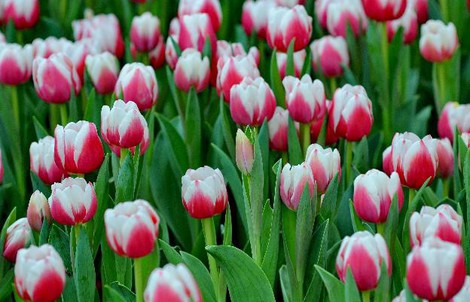 Lạc lối giữa ngàn hoa Tulip tại Vinpearl Land Nha Trang