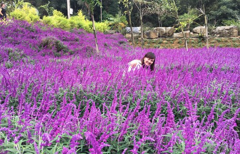 Ngẩn ngơ với thung lũng hoa ở cao nguyên Lào Cai