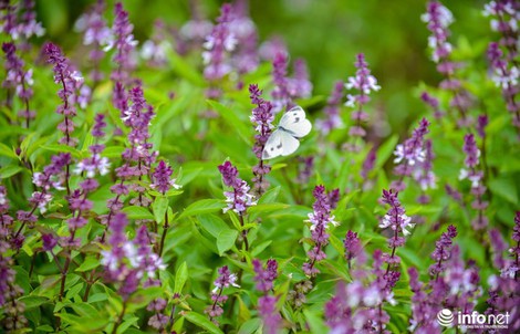 Thực hư cánh đồng hoa Lavender ở ngoại ô Hà Nội