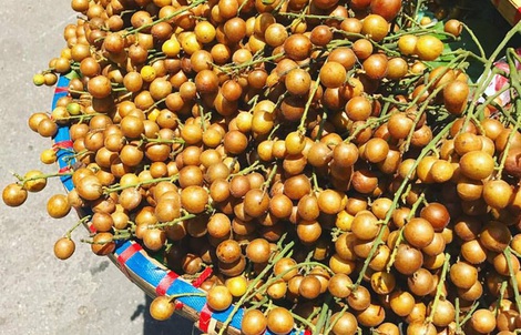 Quất hồng bì, bán chơi chơi cũng được cả tạ mỗi ngày