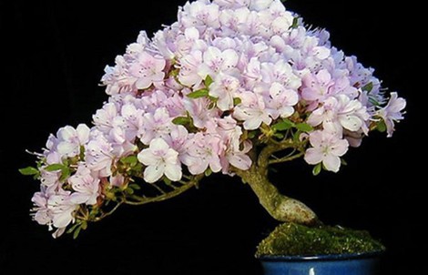 Mê mẩn những chậu bonsai để bàn đẹp hút mắt