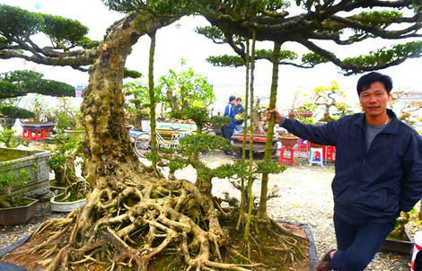Đại gia An Giang chi 1,2 tỷ rinh cây sanh cổ về chơi Tết