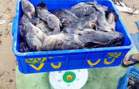 Hàng chục tấn tôm hùm, cá mú, cá bớp… “rẻ như cho”