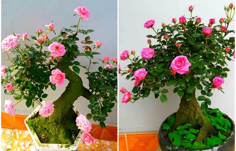 Mua hồng bonsai sang chảnh về chưng Tết