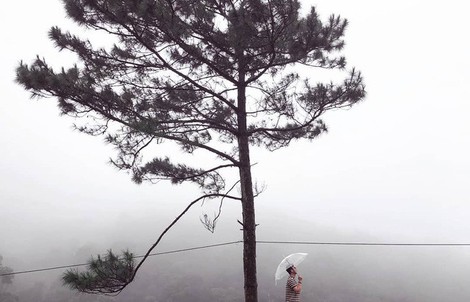 Dân du lịch háo hức “check-in” cây thông độc đáo ở Đà Lạt