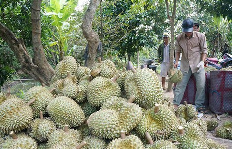 Sầu riêng nghịch mùa rớt giá