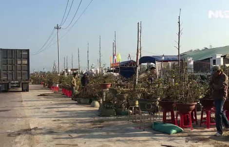 Những làng trồng mai chuyên nghiệp thu tiền tỉ ở An Nhơn, Bình Định