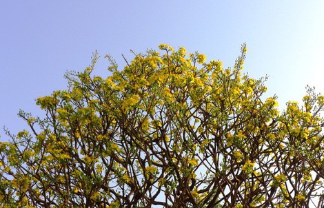 “Hoa mắt” trước cây mai vàng hình nấm được cắt tỉa gần 40 năm