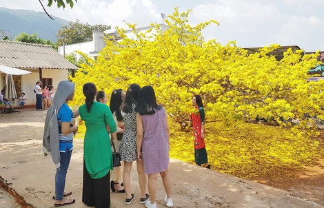 Sửng sốt trước vẻ rực rỡ choáng ngợp của cây mai vàng khổng lồ ở Đồng Nai