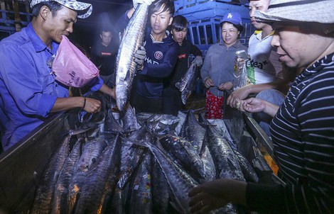 Ngư dân trúng 10 tấn cá sau chuyến đi xuyên Tết