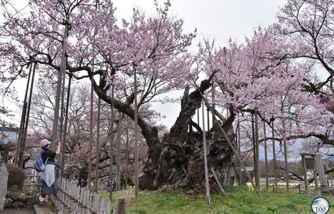 Lặng người trước “Báu vật quốc gia” đẹp và cổ nhất Nhật Bản