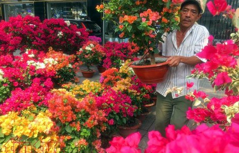 Hoa cảnh, cây kiểng trưng Tết "tràn" về phố Sài Gòn