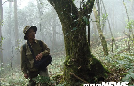 Phát hiện vườn chè cổ thụ triệu năm hoang dã trên đỉnh núi ở Lai Châu