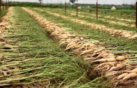 Nông dân Hà Nội ngậm ngùi vứt bỏ hàng trăm tấn củ cải trắng