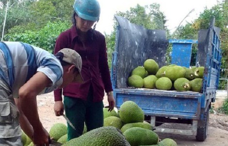 Thương lái Trung Quốc đang lùng mua gì ở Việt Nam?