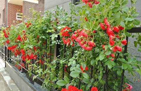 8 loài hoa đẹp bình dị, dễ trồng cho sân vườn nhà phố