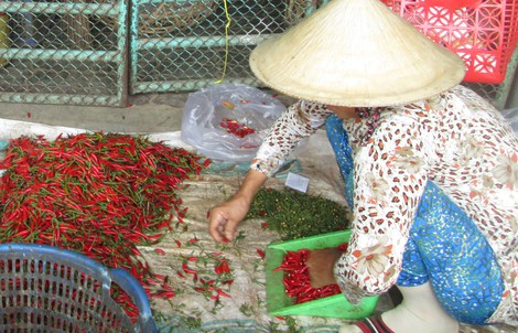 36,25% mẫu ớt bột, ớt khô nhiễm độc tố aflatoxin