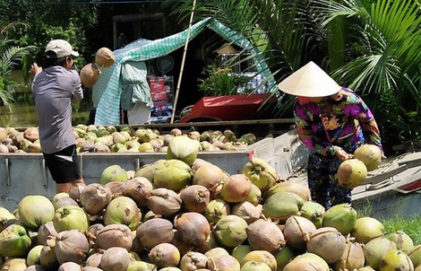 Giá dừa Bến Tre thấp kỷ lục 2.500 đồng/trái vì Trung Quốc ngưng mua