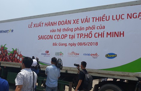 Đến Co.opmart ngắm cây vải và mua vải thiều Lục Ngạn chính gốc