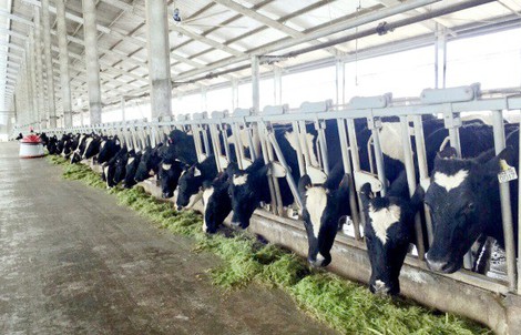 Vinamilk sản xuất sữa A2 đầu tiên tại Việt Nam