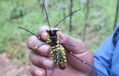 Đặc sản nhện rừng ở vùng rừng Bình Thuận