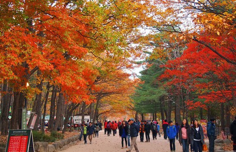 8 trải nghiệm không thể bỏ lỡ khi đến Hàn Quốc mùa thu