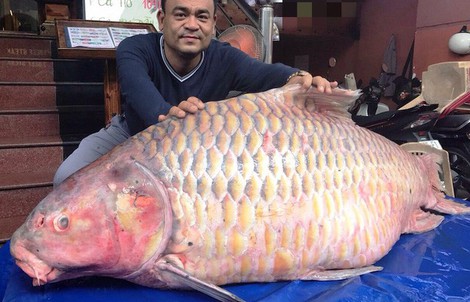 Đại gia "săn" cá hô từ Campuchia, Lào, Thái...