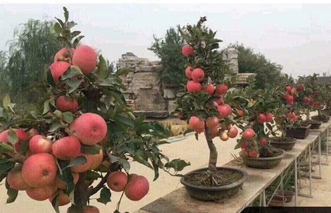 “Săn” táo bonsai trồng trong chậu cảnh chơi Tết