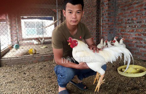 'Độc kê' 10 cựa và những 'quái gà' siêu lạ gây xôn xao