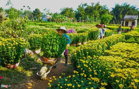 Ngắm làng hoa Tết lớn nhất miền Trung