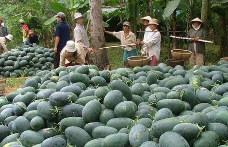 Trung Quốc tự trồng dưa hấu quy mô lớn