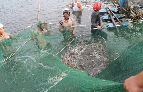 Không quá 5% người nuôi tôm thành công