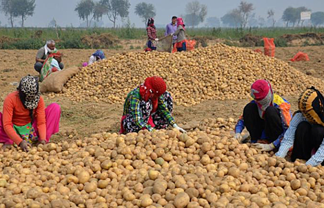 Pepsi kiện nông dân Ấn Độ vì trồng khoai có "bản quyền"