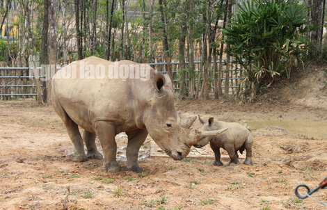 Ngắm tê giác con được sinh ra ở Safari Phú Quốc