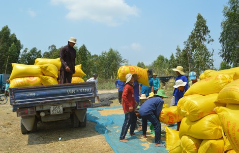 Giá lúa tăng, nông dân vẫn không vui