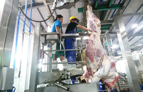 Thông tin thêm về vụ 1.600 con trâu bò Úc mất dấu tại Việt Nam